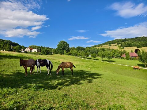 Metylovice village and three horses grazing