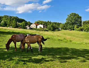 Obraz premium Metylovice village and three horses grazing