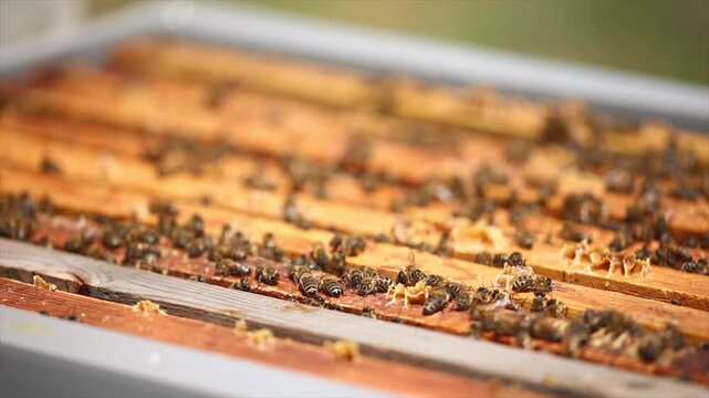 Honey bees start working with the arrival of spring.
