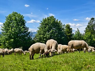 Obraz premium flock of sheep on a mountain pasture
