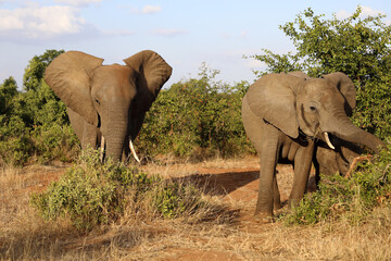 Fototapeta premium Afrikanischer Elefant / African elephant / Loxodonta africana