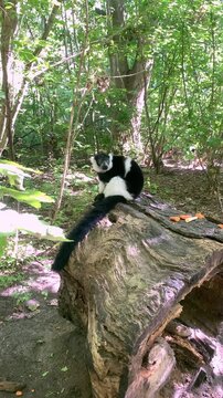 Black and white ruffed lemur sitting on a log at the Berlin zoo, Germany