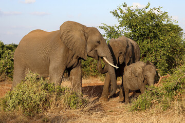 Fototapeta premium Afrikanischer Elefant / African elephant / Loxodonta africana