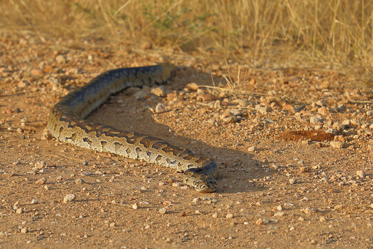 S&uuml;dlicher Felsenpython / Southern African rock python / Python natalensis