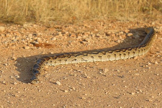 S&uuml;dlicher Felsenpython / Southern African rock python / Python natalensis