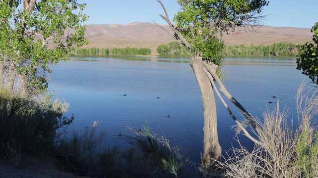 Coots swim in the lake at dawn at Pahranagat National Wildlife Refuge in Nevada