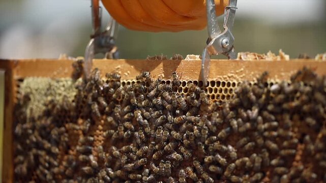 Honey bees start working with the arrival of spring.
