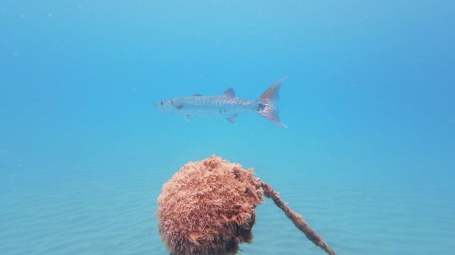 barracuda swimming in ocean 