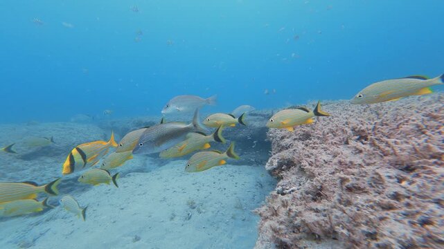 school of fish swimming in ocean with coral reef