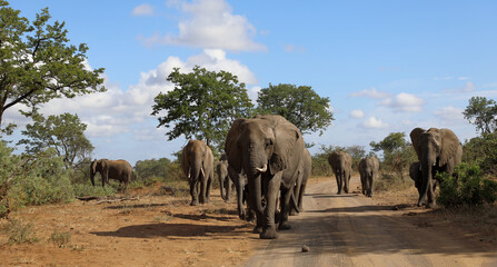 Fototapeta premium Afrikanischer Elefant / African elephant / Loxodonta africana