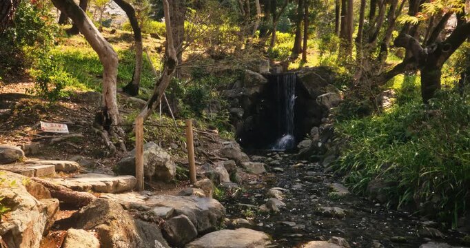 Spring breeze moving through Japanese forest and near small creek - steady cam movement