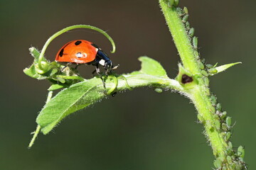 Obraz premium Coccinelle et pucerons