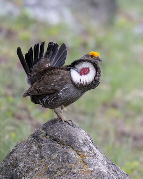 Dusky Grouse (Dendragapus obscurus) Displaying