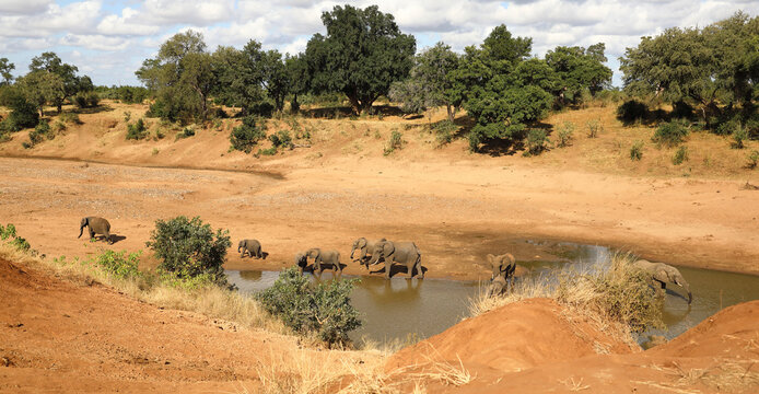 Afrikanischer Elefant am Mphongolo River/ African elephant at Mphongolo River / Loxodonta africana