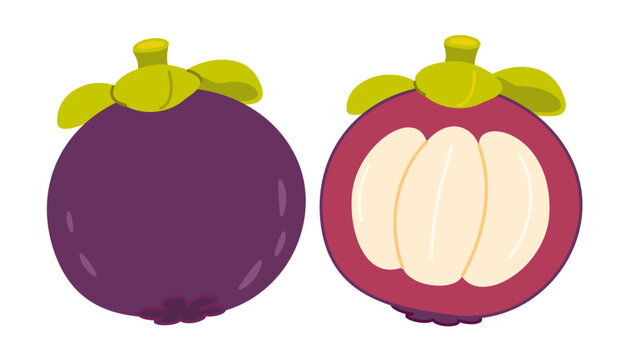 Tropical mangosteen fruit vector set. Whole purple mangosteen and front view cut half showing fresh white segments. Flat illustration for exotic food packaging, juice label, healthy lifestyle branding