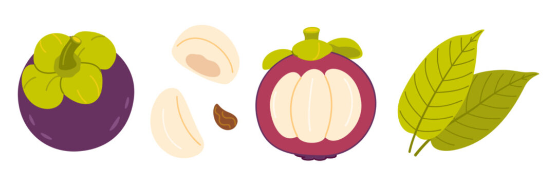 Mangosteen vector clipart set with whole purple fruit from top view, longitudinal section with white segments, separate pulp wedges, seed, green leaves. Flat style pack for exotic food packaging.