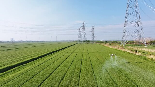 Drone spraying pesticide over lush green rice fields under clear blue sky with power towers in background