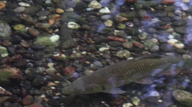 D&ouml;bel beim Laichen im flachen Wasser eines Waldbachs