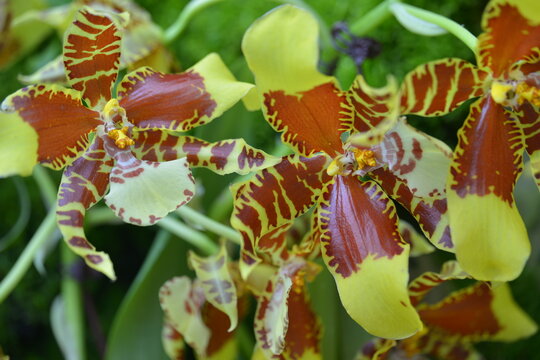 Orchids simulating they are something else