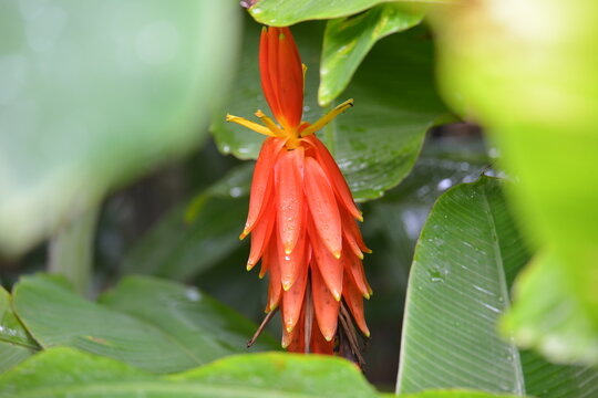 In Singapore Botanic Garden