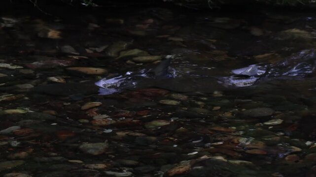 D&ouml;bel beim Laichen im flachen Wasser eines Waldbachs