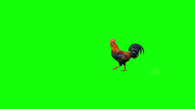 A realistic 3D animated rooster walking across the frame against a solid green screen. Perfect for farm-themed educational projects, agricultural advertisements, or countryside animation scenes.