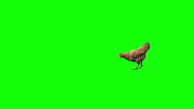 A detailed 3D animated model of a domestic chicken walking across the frame against a green screen. Ideal for farm-life animations, educational projects, and children's media.
