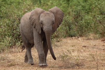Fototapeta premium Afrikanischer Elefant / African elephant / Loxodonta africana