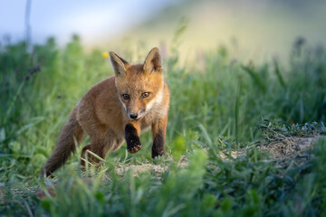 Naklejka premium cute fox cub approaching through green grass