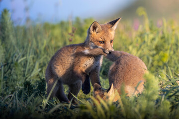 Naklejka premium playful fox cubs interacting in golden light