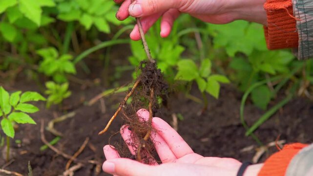Hands holding a dug up ground elder root system with dirt in a garden; conceptual for weeding invasive plants, horticulture maintenance, and backyard gardening in spring