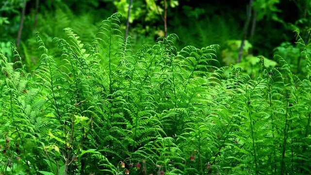 Vibrant green fern fronds swaying gently in the wind on a lush forest floor; conceptual for wilderness undergrowth, woodland ecology, and spring botanical backgrounds