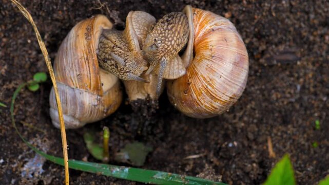 Two Roman snails (Helix pomatia) engaged in a courtship mating ritual on damp soil; conceptual for wildlife reproduction, gastropod biology, slow movement, and natural selection