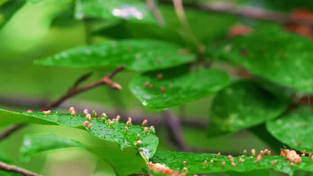 Lime nail galls (Eriophyes tiliae) forming small red pouch-like structures on wet green linden leaves in spring; conceptual for plant pathology, botanical abnormalities, and woodland biodiversity