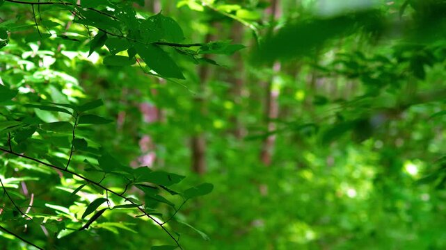 Green forest leaves swaying gently in the wind with copy space on blurred bokeh background; conceptual for natural template, environmental background, and bright summer woodland ecology