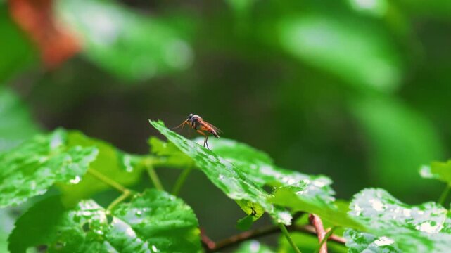 Orange snipe fly (Rhagionidae) perching on a wet linden leaf covered in raindrops after rain in a forest; conceptual for woodland ecology, macro insect behavior, and seasonal wilderness biodiversity