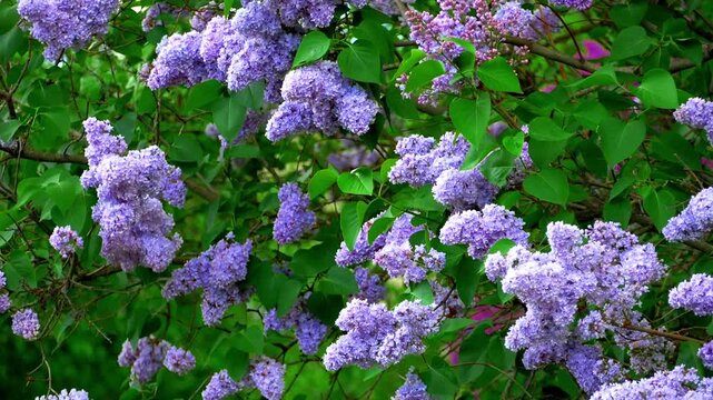 Lush clusters of purple lilac blossoms blooming on branches in spring; conceptual for seasonal renewal, floral fragrance, garden horticulture, and vibrant nature backgrounds