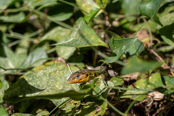 Obraz premium Hidden in its natural habitat, a small wild lizard looks directly toward the lens. The bright orange scales on its neck glow under the strong daytime sun, surrounded by softly blurred green leaves.
