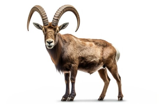 Alpine Ibex livestock wildlife standing.