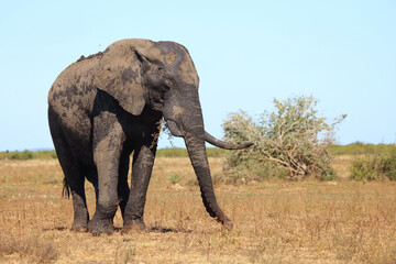Fototapeta premium Afrikanischer Elefant / African elephant / Loxodonta africana