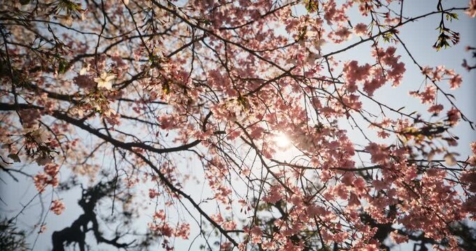Low silhouette shot of spring cherry blossom tree branches and sun flare
