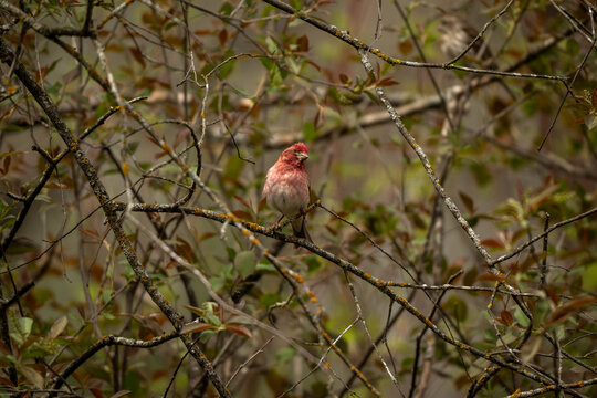 wild bird in tree