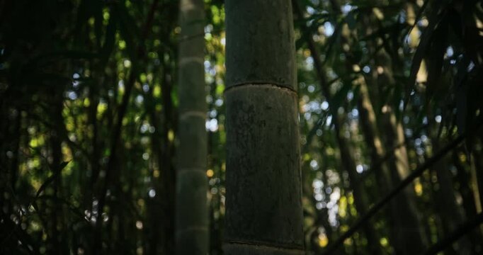 Silhouette of long piece of bamboo in Japanese grove - closeup steady cam tilt shot