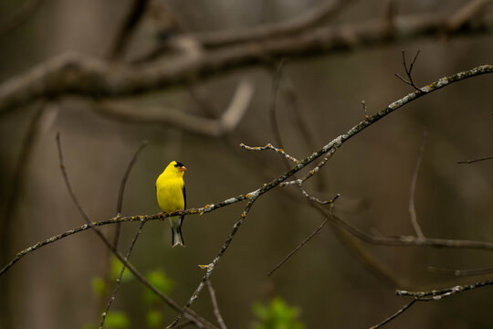 yellow wagtail on a branch