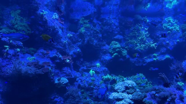 Tropical reef fish including Siganus vulpinus and Zebrasoma xanthurum swimming among coral habitat