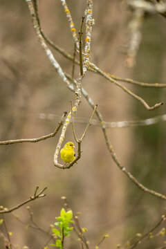 Yellow bird in tree