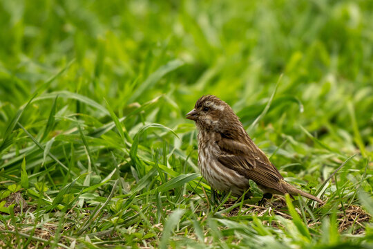 sparrow on grass