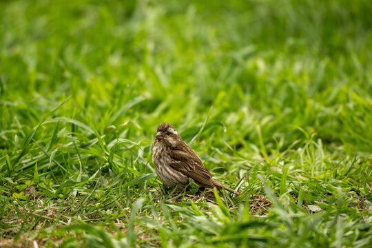 bird in grass