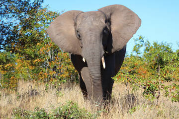 Obraz premium Afrikanischer Elefant / African elephant / Loxodonta africana