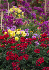 Obraz premium Flowers